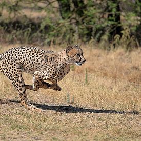 cheetah op snelheid! van Linda Manzaneque