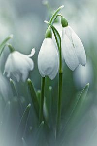 Silky Snowdrops (bloem, sneeuwklokje) van Bob Daalder