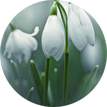 Silky Snowdrops (bloem, sneeuwklokje) van Bob Daalder