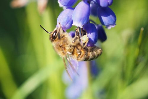 Een Bij aan het werk in de Lente