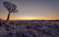 kokerboom bij zonsondergang van Ed Dorrestein thumbnail