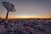 Röhrenbaum bei Sonnenuntergang von Ed Dorrestein