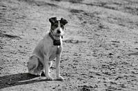 Boerenhond