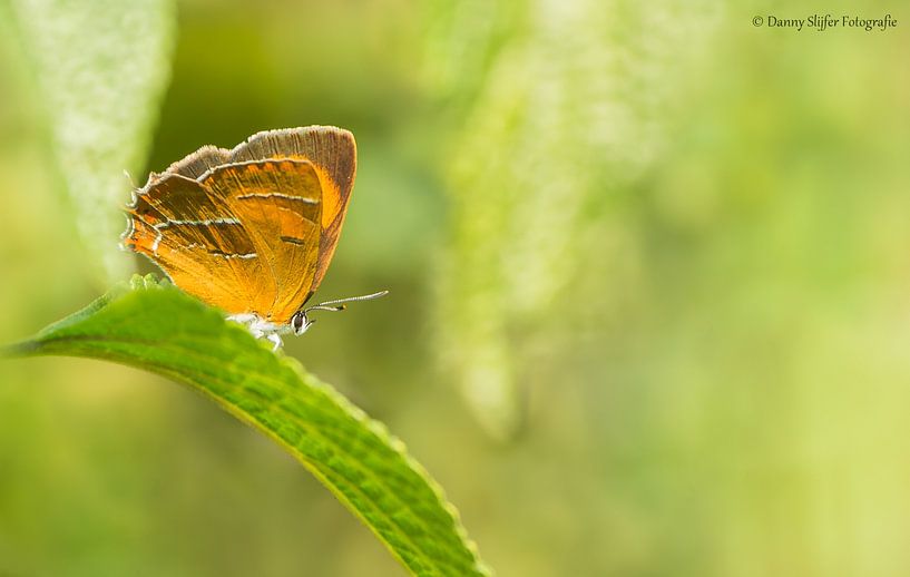 The elm sapling by Danny Slijfer Natuurfotografie