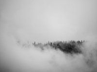 Het bos verbergt zich in de wolken