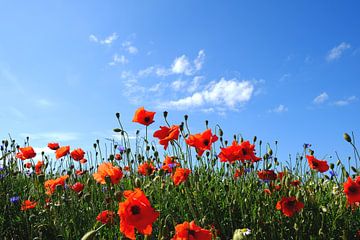 coquelicots sur Ostsee Bilder