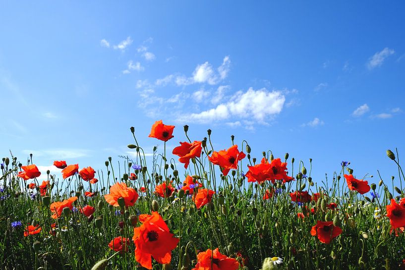 poppies by Ostsee Bilder