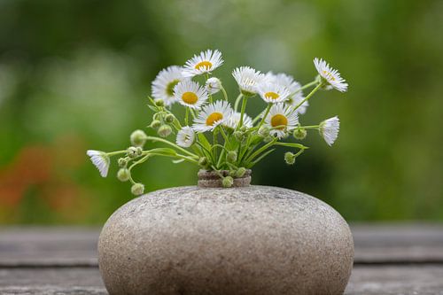 Still life with daisies in a vase