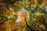 De gouden kronen in de herfst van Emel Malms thumbnail