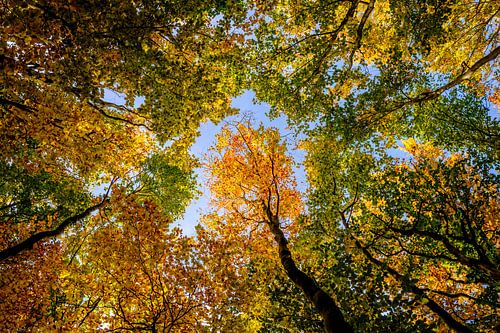 The golden crowns in autumn