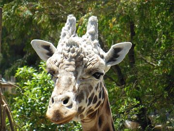 giraffe van Joelle van Buren