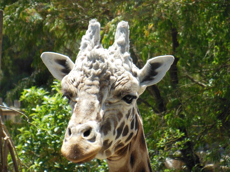 giraffe by Joelle van Buren