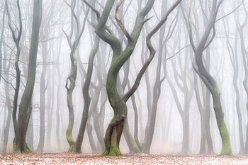 Early Morning Shuffle