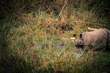 Unicorn rhinoceros by Zahra Bierman