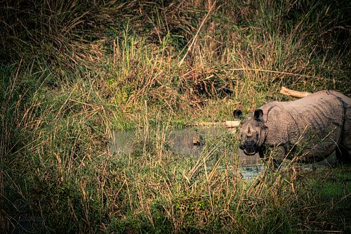 Licorne rhinocéros sur Zahra Bierman