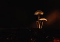Champignons
