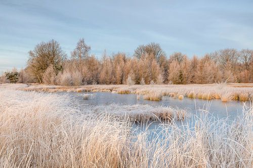 Winters ven met berijpte grassen en bomen