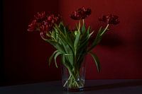 Tulpen met vensterlicht van links
