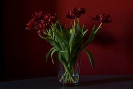 Tulpen mit Fensterlicht von links