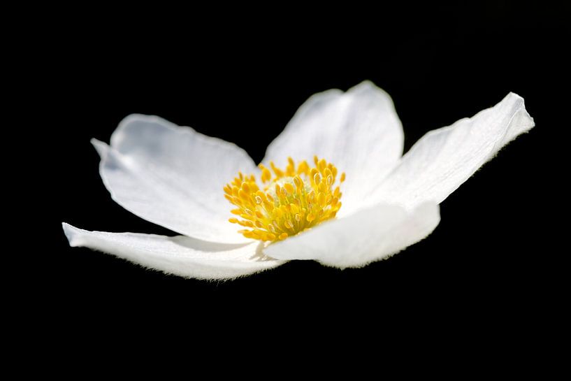 White blossom in the light of silence - floral elegance on black by Fototante