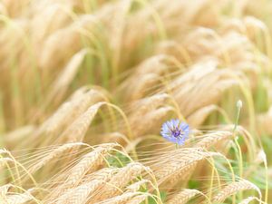 Sommerliebe