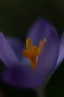 macro foto van een crocus