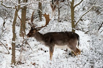 fallow deer in the snow by Merijn Loch