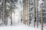 Eine Winterszene. Dwingelderveld, Drenthe. von Ton Drijfhamer Miniaturansicht