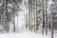 A winter scene. Dwingelderveld, Drenthe.