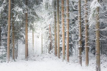 A winter scene. Dwingelderveld, Drenthe. by Ton Drijfhamer