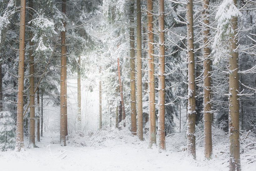 Eine Winterszene. Dwingelderveld, Drenthe. von Ton Drijfhamer