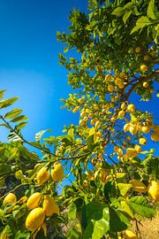 Lemons by Voss photography