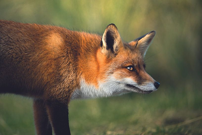 Fuchs in den Dünen der Amsterdamer Wasserversorgung von Yorick Elsinga