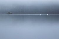 Archipelago Swans