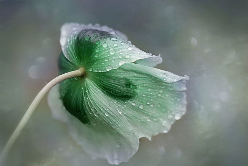 Simple blossom #9 by Lizzy Pe