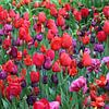 Tulpen uit Central Park New York van Ton Tolboom