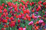 Tulpen uit Central Park New York van Ton Tolboom thumbnail