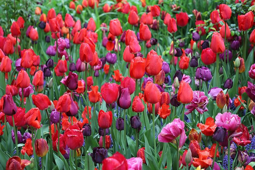 Tulpen uit Central Park New York van Ton Tolboom