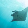 Manta ray van Luc Buthker