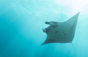 Manta ray by Luc Buthker