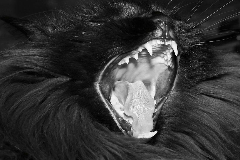 Maine Coon von Markus Wegner