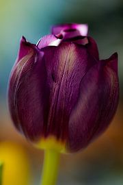 Tulip by Esther van Dijk