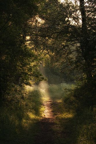 Zon in lentebos