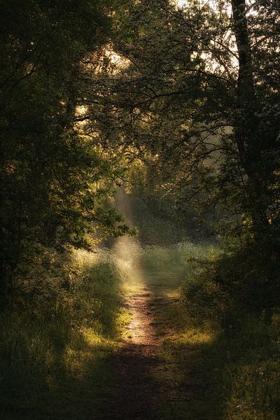 Sun in spring forest by Moetwil en van Dijk - Fotografie