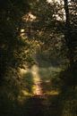 Sun in spring forest by Moetwil en van Dijk - Fotografie thumbnail
