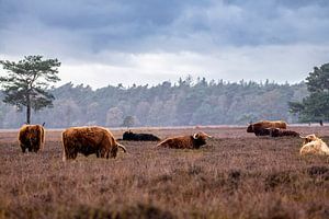 Highlanders im Herbststurm