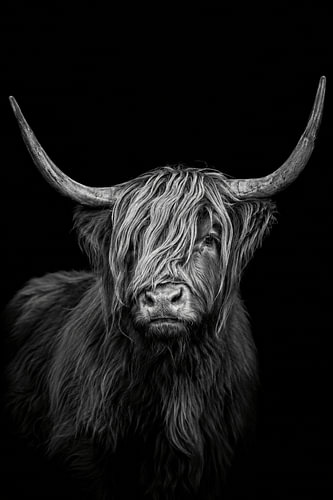 Highland in Black – Schwarz-Weiß-Wanddekoration mit schottischen Hochlandrindern – Majestätische Fotografie einer Highland-Kuh – Luxuriöses Tierporträt – Moderne Wandkunst