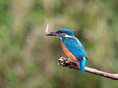 Kingfisher with freshly caught fish by AGAMI Photo Agency thumbnail