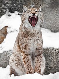A lynx sitting in the snow opens a wide mouth. Predatory and wide open mouth. by Michael Semenov