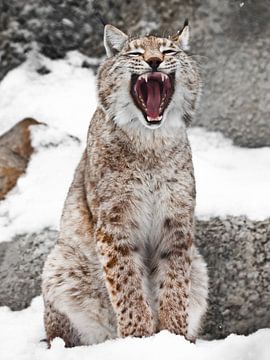 Een lynx die in de sneeuw zit, opent een brede mond. Roofzuchtige en opengesperde mond.